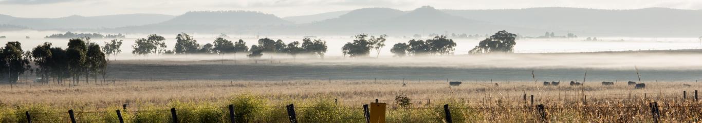 Darling downs misty cows in the distance