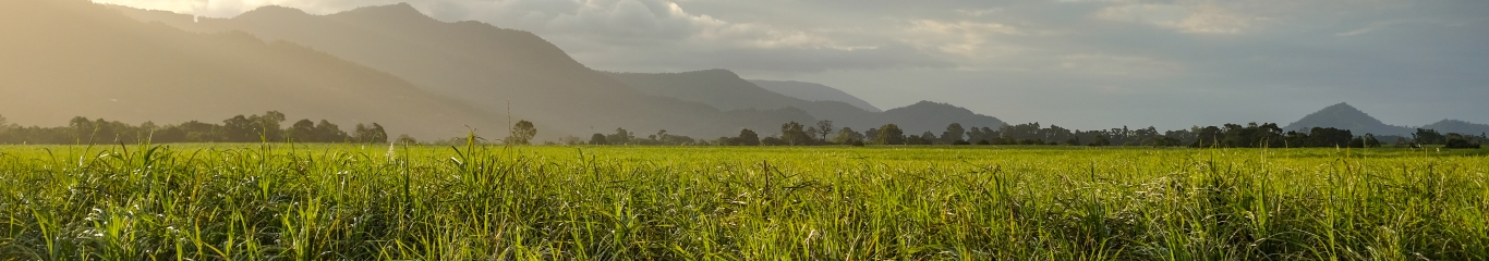 Image looking over a cane field towards a mountain range