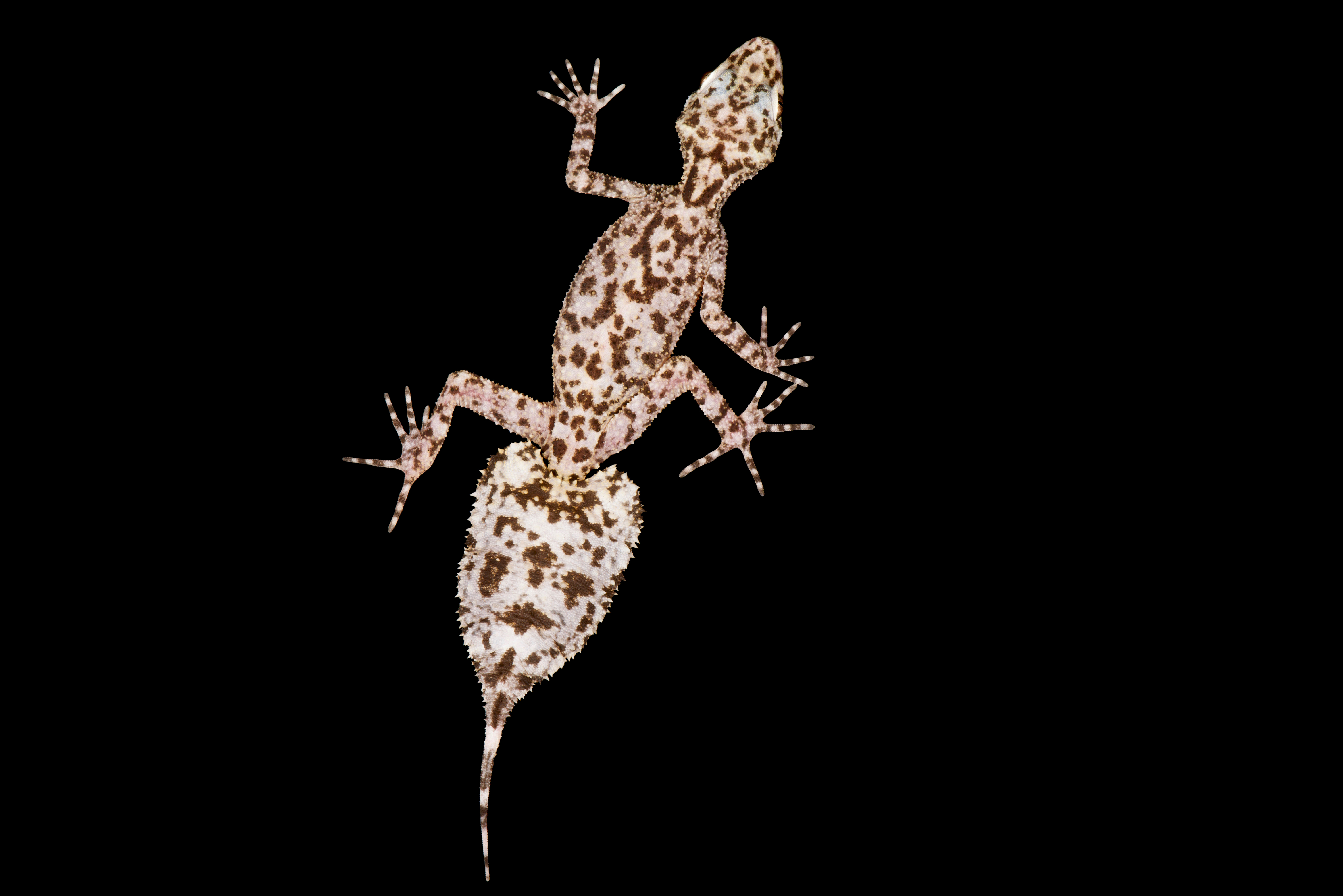 Image of a Mt Elliot Leaf-tailed Gecko