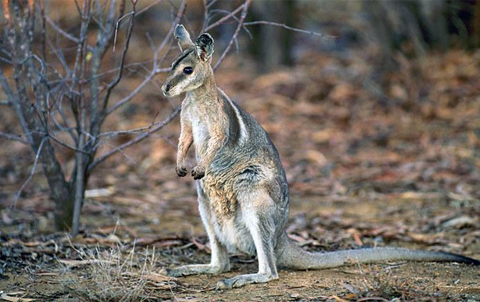 Image of a bridled nailtail wallaby