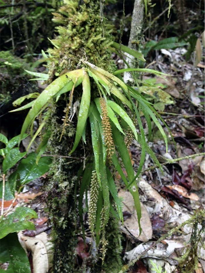 Image of a mossman fairy orchid