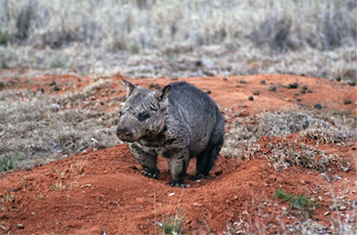 Image of a northern hairy-nosed wombat