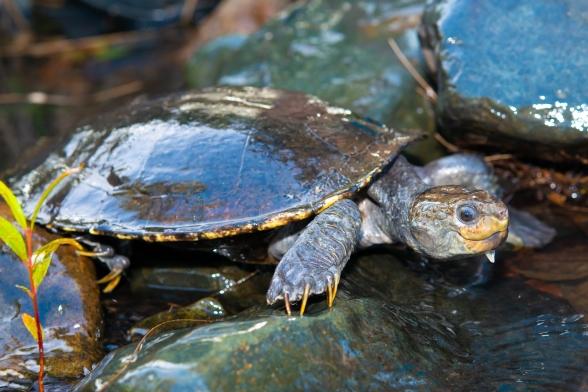 Image of a southern snapping turtle