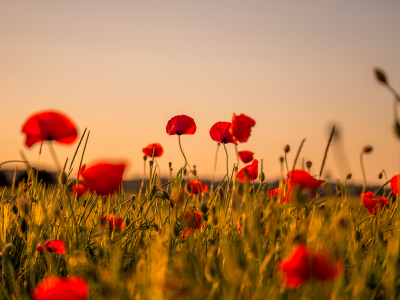 A field of poppies.