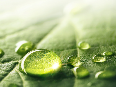 Image of water droplets on a leaf