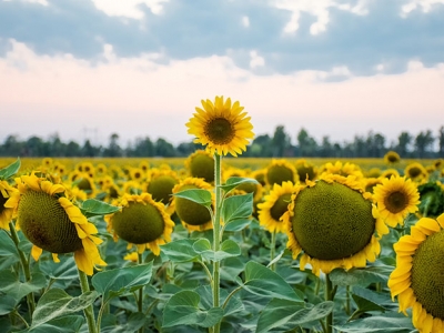 Sunflowers in a field, one taller than the others.