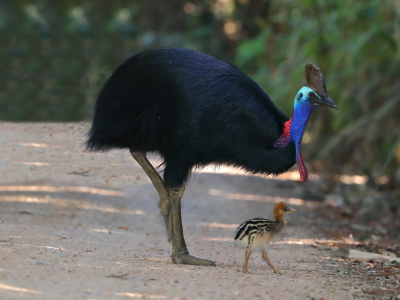 Protecting our threatened animals and plants_AdobeStock_388034782