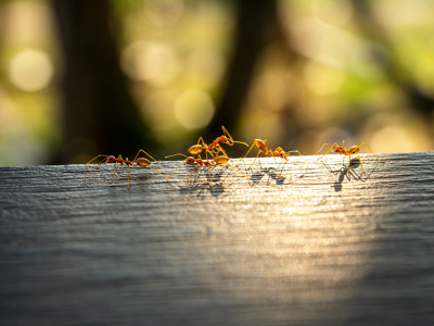 Image of yellow crazy ants walking on a log