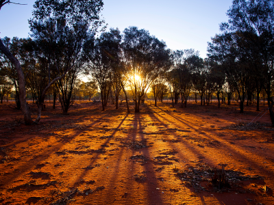 Image of light coming through trees.