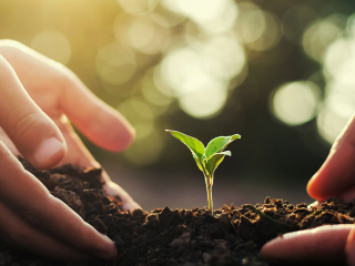 Two hands planting a small green plant