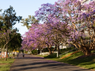 Blog Thumbnail: Walking path under jacaranda trees in a Brisbane suburb