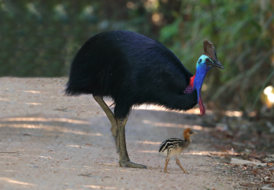 Protecting our threatened animals and plants_AdobeStock_388034782