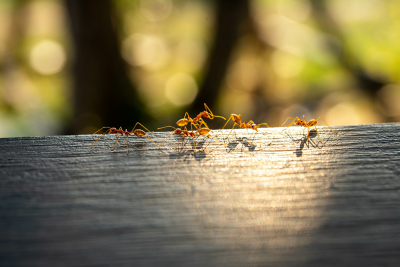 Image of yellow crazy ants walking on a log