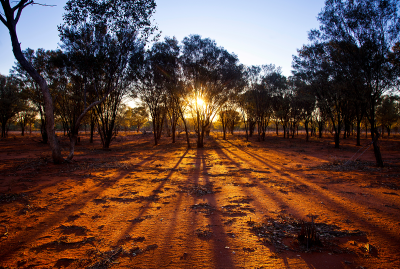 Image of light coming through trees.