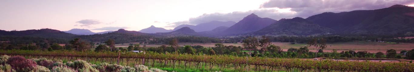 Lavender farm Karoomba