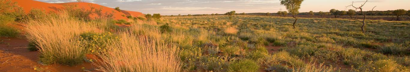 Red sand dunes, Cravens Peak, Queensland