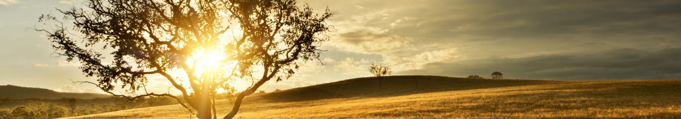 Fact sheet thumbnail. Golden sun over rural field, with tree on the left