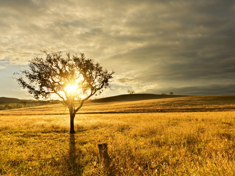 Fact sheet thumbnail. Golden sun over rural field, with tree on the left