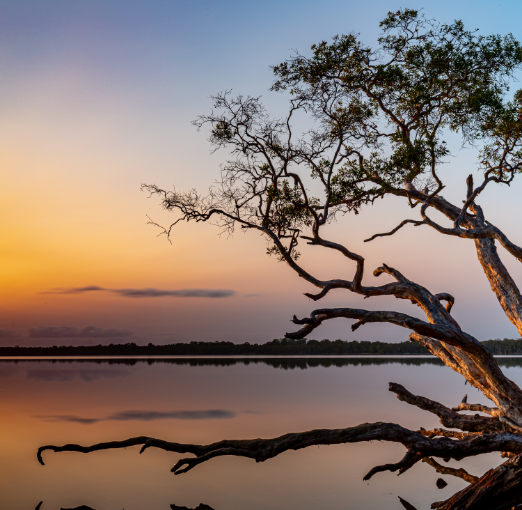 Tree over water at sunset