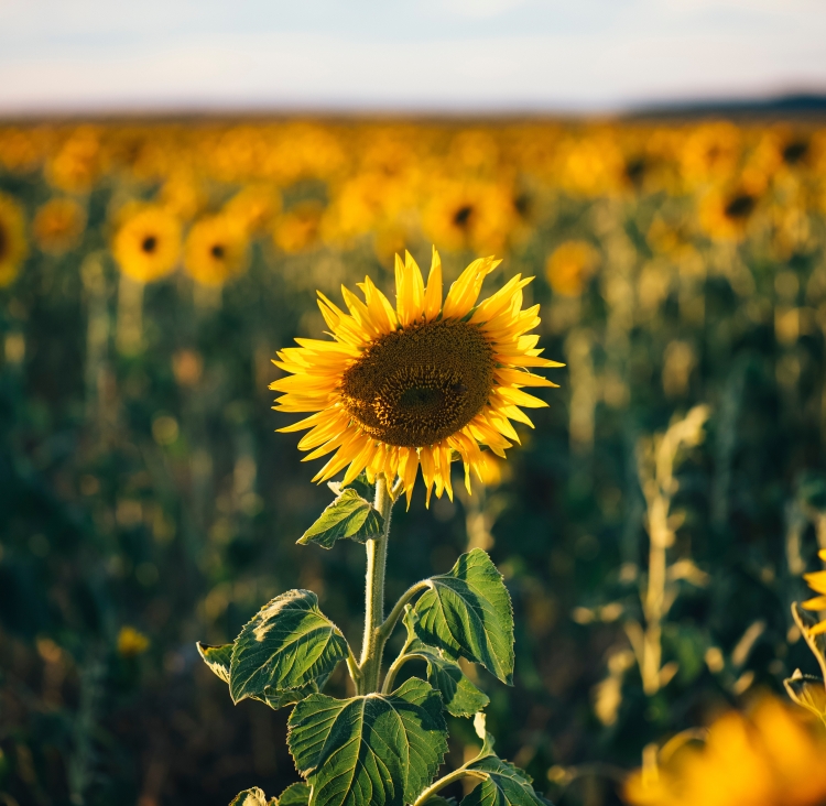 Sunflower field